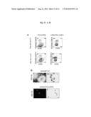 Induction of Hemogenic Endothelium from Pluripotent Stem Cells diagram and image