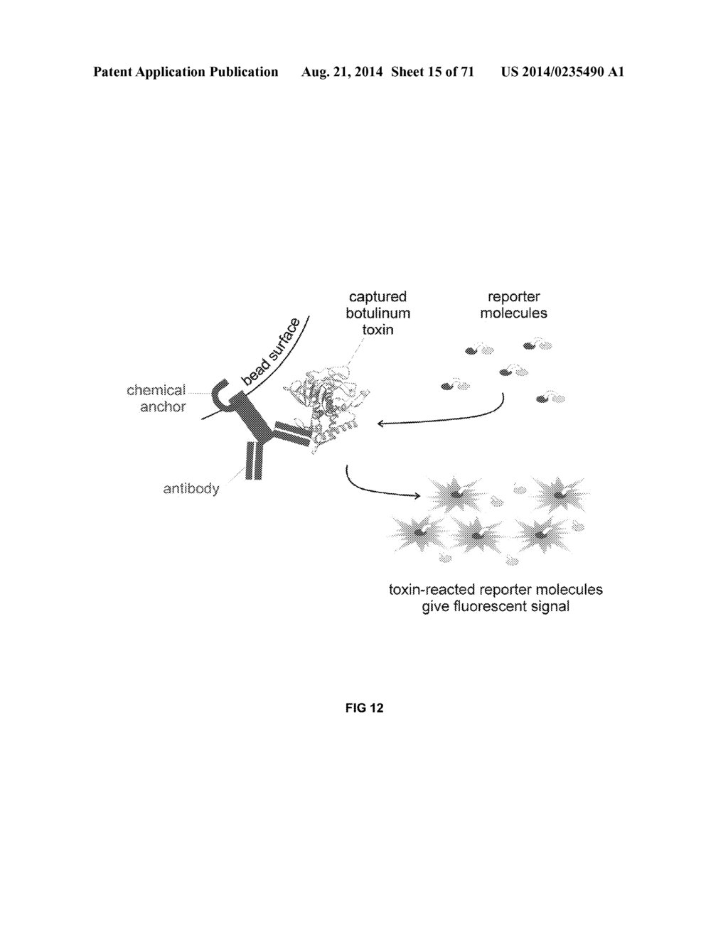 METHODS FOR DETECTION OF BOTULINUM NEUROTOXIN - diagram, schematic, and image 16