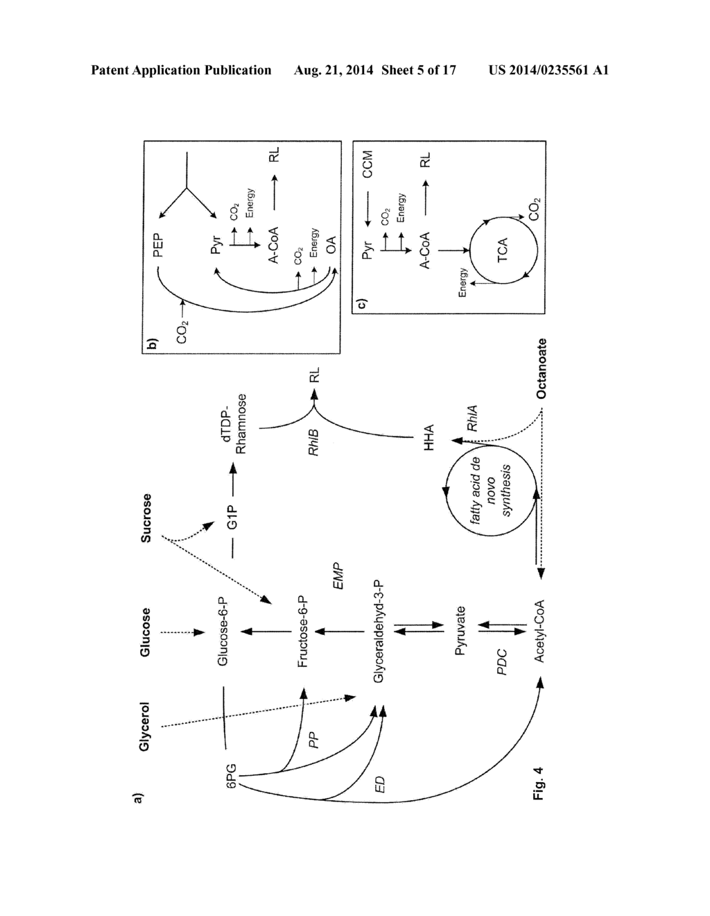 MEANS AND METHODS FOR RHAMNOLIPID PRODUCTION - diagram, schematic, and image 06