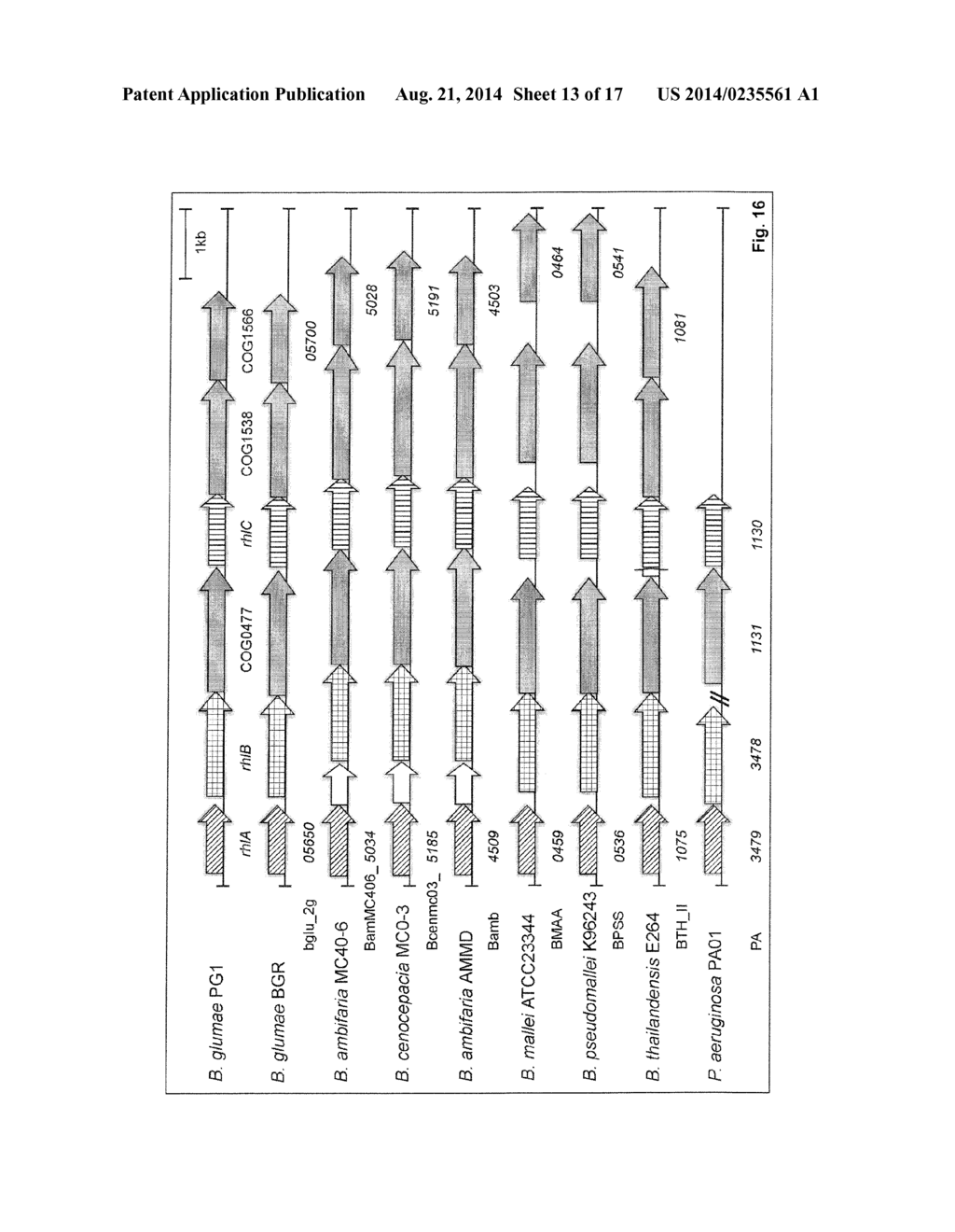 MEANS AND METHODS FOR RHAMNOLIPID PRODUCTION - diagram, schematic, and image 14