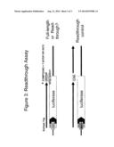 COMPOUNDS FOR NONSENSE SUPPRESSION, AND METHODS FOR THEIR USE diagram and image