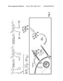 CARBOHYDRATE-BASED COMPOSITIONS AND METHODS FOR TARGETED DRUG DELIVERY diagram and image