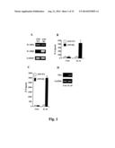 Compositions And Methods For Regulation Of Tumor Necrosis Factor-Alpha diagram and image