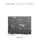 METHOD FOR MODIFYING BIOCOMPATIBILITY CHARACTERISTICS OF A SURFACE OF A     BIOLOGICAL MATERIAL WITH GAS CLUSTER ION BEAM diagram and image