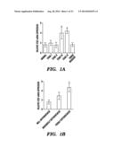 FRIZZLED 2 AS A TARGET FOR THERAPEUTIC ANTIBODIES IN THE TREATMENT OF     CANCER diagram and image