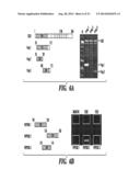 FRIZZLED 2 AS A TARGET FOR THERAPEUTIC ANTIBODIES IN THE TREATMENT OF     CANCER diagram and image