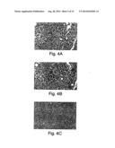 METHODS RELATED TO TIM 3, A TH1-SPECIFIC CELL SURFACE MOLECULE, FOR     ACTIVATING ANTIGEN PRESENTING CELLS diagram and image