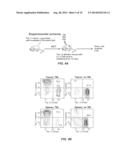 Tumor Vaccination in Combination with Hematopoietic Cell Transplantation     for Cancer Therapy diagram and image