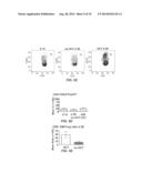 Tumor Vaccination in Combination with Hematopoietic Cell Transplantation     for Cancer Therapy diagram and image