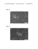 Dendritic Macroporous Hydrogels Prepared By Crystal Templating diagram and image