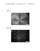 Dendritic Macroporous Hydrogels Prepared By Crystal Templating diagram and image