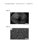 Dendritic Macroporous Hydrogels Prepared By Crystal Templating diagram and image