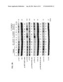 USE OF DEOXYELEPHANTOPIN (DET) AND ANALOGUES THEREOF FOR TREATMENT OF     MELANOMA diagram and image