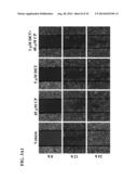 USE OF DEOXYELEPHANTOPIN (DET) AND ANALOGUES THEREOF FOR TREATMENT OF     MELANOMA diagram and image