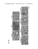 USE OF DEOXYELEPHANTOPIN (DET) AND ANALOGUES THEREOF FOR TREATMENT OF     MELANOMA diagram and image