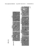 USE OF DEOXYELEPHANTOPIN (DET) AND ANALOGUES THEREOF FOR TREATMENT OF     MELANOMA diagram and image