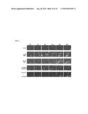 USE OF DEOXYELEPHANTOPIN (DET) AND ANALOGUES THEREOF FOR TREATMENT OF     MELANOMA diagram and image