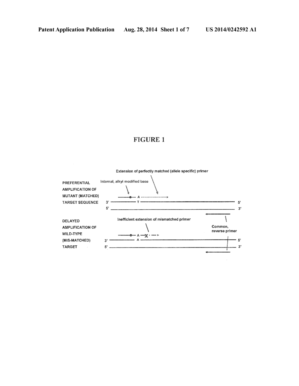 Allele-Specific Amplification - diagram, schematic, and image 02