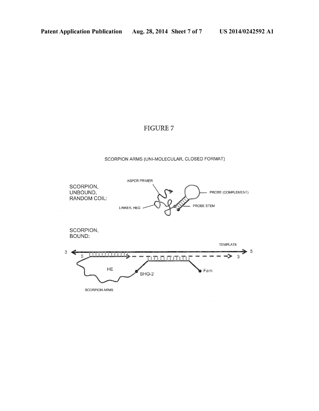 Allele-Specific Amplification - diagram, schematic, and image 08