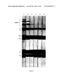 Thermally Induced Gelation Of Collagen Hydrogel And Method Of Thermally     Inducing Gelling A Collagen Hydrogel diagram and image