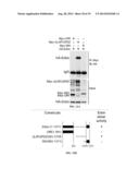 ERBB2 Peptides diagram and image