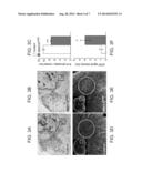 METHODS OF DIAGNOSING AND TREATING MOTOR NEURON DISEASES diagram and image