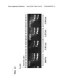 CXCR4 INHIBITING CARRIERS FOR NUCLEIC ACID DELIVERY diagram and image