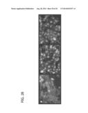 CXCR4 INHIBITING CARRIERS FOR NUCLEIC ACID DELIVERY diagram and image