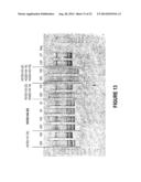 ANTISENSE OLIGONUCLEOTIDES FOR INDUCING EXON SKIPPING AND METHODS OF USE     THEREOF diagram and image