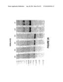 ANTISENSE OLIGONUCLEOTIDES FOR INDUCING EXON SKIPPING AND METHODS OF USE     THEREOF diagram and image