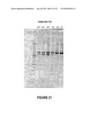 ANTISENSE OLIGONUCLEOTIDES FOR INDUCING EXON SKIPPING AND METHODS OF USE     THEREOF diagram and image