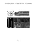 FERTILIZATION AND FRUIT SIZE diagram and image