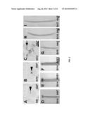 FERTILIZATION AND FRUIT SIZE diagram and image