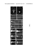 FERTILIZATION AND FRUIT SIZE diagram and image