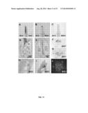 FERTILIZATION AND FRUIT SIZE diagram and image