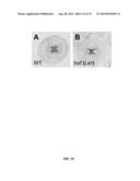 FERTILIZATION AND FRUIT SIZE diagram and image