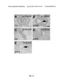 FERTILIZATION AND FRUIT SIZE diagram and image