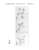 GENE ASSOCIATED WITH NON-BIOLOGICAL STRESS RESISTANCE, AND TRANSFORMED     PLANT diagram and image