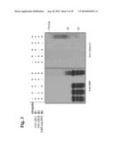 GENE ASSOCIATED WITH NON-BIOLOGICAL STRESS RESISTANCE, AND TRANSFORMED     PLANT diagram and image