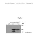 GENE ASSOCIATED WITH NON-BIOLOGICAL STRESS RESISTANCE, AND TRANSFORMED     PLANT diagram and image