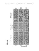 GENE ASSOCIATED WITH NON-BIOLOGICAL STRESS RESISTANCE, AND TRANSFORMED     PLANT diagram and image