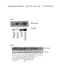 TRANSCRIPTION FACTORS THAT REGULATE NICOTINE BIOSYNTHESIS IN TOBACCO diagram and image