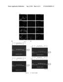 THE USE OF ACHE AS NUCLEASE diagram and image