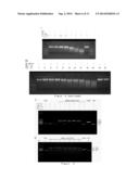 THE USE OF ACHE AS NUCLEASE diagram and image