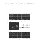 Modulation of Cellular Migration diagram and image