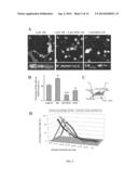 Modulation of Cellular Migration diagram and image