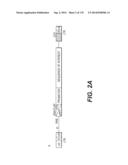 LENTIVIRAL GENE TRANSFER VECTORS AND THEIR MEDICINAL APPLICATIONS diagram and image