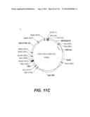 LENTIVIRAL GENE TRANSFER VECTORS AND THEIR MEDICINAL APPLICATIONS diagram and image