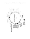 LENTIVIRAL GENE TRANSFER VECTORS AND THEIR MEDICINAL APPLICATIONS diagram and image