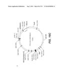 LENTIVIRAL GENE TRANSFER VECTORS AND THEIR MEDICINAL APPLICATIONS diagram and image